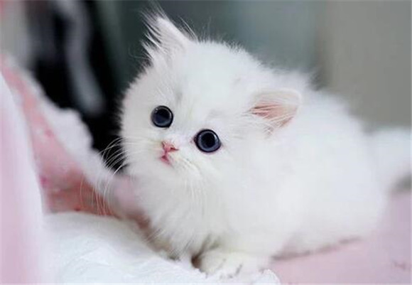 猫咪献血有危害吗