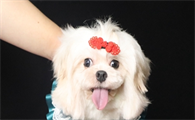 狗狗出现严重便秘，能多喝水就可以了嘛？