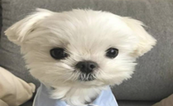 狗狗营养膏的三种喂食方法,你都知道吗?