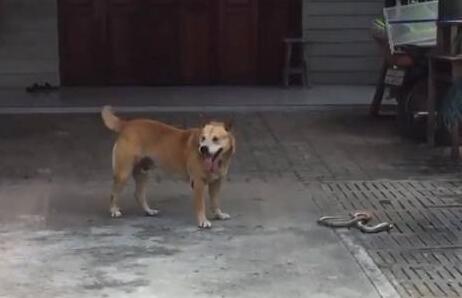 狗狗一直在后院犬吠,主人靠近看清它嘴里叼的东西后捏了把冷汗 狗狗一直在后院犬吠,主人靠近看清它嘴里叼的东西后捏了把冷汗
