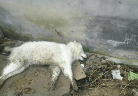 怀孕狗狗被主人狠心赶走,生下狗仔后为找吃的,狗妈不幸被车撞死 怀孕狗狗被主人狠心赶走,生下狗仔后为找吃的,狗妈不幸被车撞死
