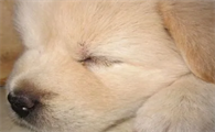 狗狗犬瘟症状前兆