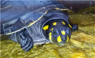 黄头侧颈龟是深水龟吗？这里有答案