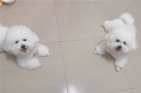 比熊犬舍哪里有