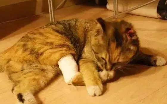 猫摔倒了怎么办怎么治疗啊