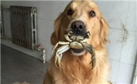 狗狗能不能吃生蟹肉