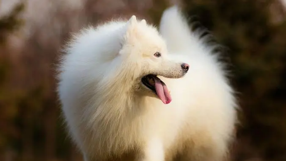 怎样训练萨摩耶犬? 怎样训练萨摩耶犬?