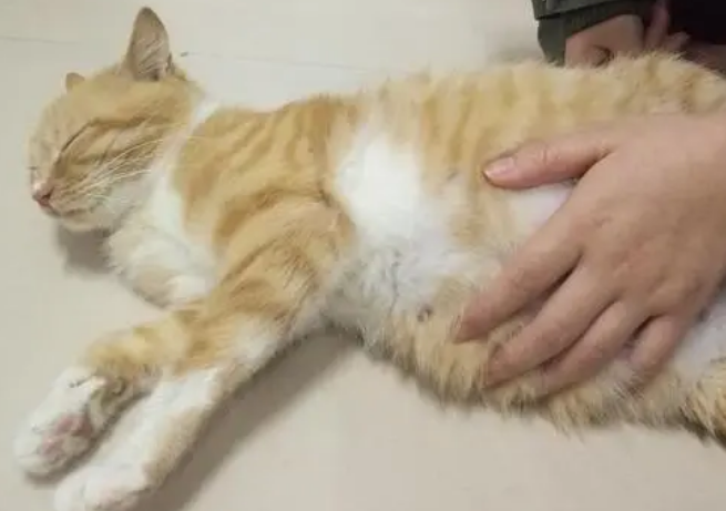 母猫羊水破了图 母猫羊水破了图