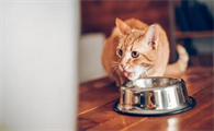 小猫什么时候开始吃猫粮比较好