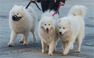 狗狗萨摩耶多少钱一只