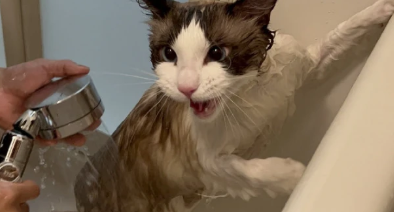 没有宠物沐浴露怎么给猫洗澡 没有宠物沐浴露怎么给猫洗澡