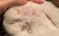 猫癣多久才能治好呢
