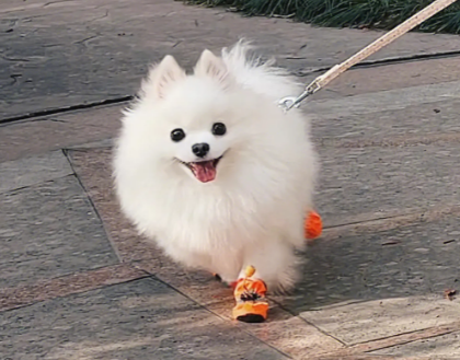 狗狗缺钙吃什么好
