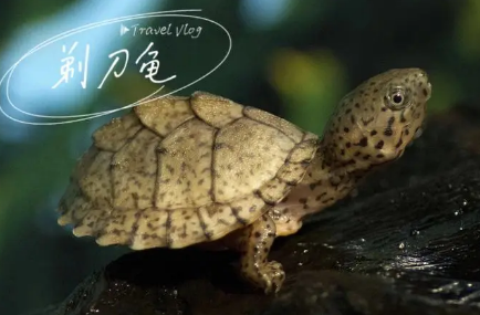 剃刀龟吃什么龟粮最好？