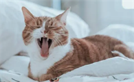 猫打喷嚏发出咕噜声是怎么回事啊