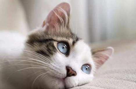 猫前庭综合症是什么病？猫前庭综合症的病因及症状！