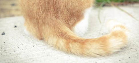 猫咪尾巴下垂是什么意思？