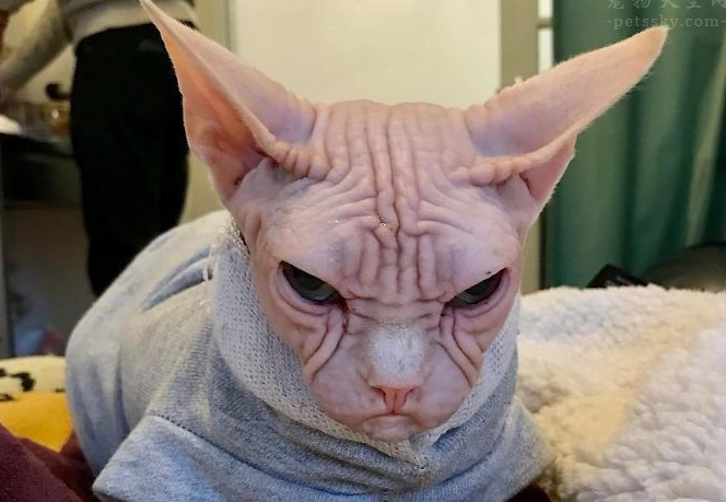 常见的18种宠物猫,性格、价钱和寿命一览 常见的18种宠物猫,性格、价钱和寿命一览