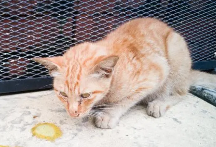 猫吃药后吐黄水怎么回事 猫吃药后吐黄水怎么回事