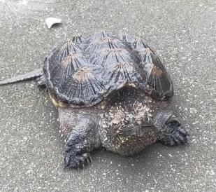 拟鳄龟怎么分公母?了解一下 拟鳄龟怎么分公母?了解一下