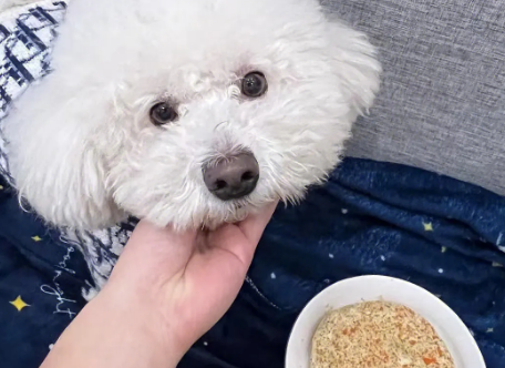 如何为比熊犬挑狗粮喝水呢 如何为比熊犬挑狗粮喝水呢