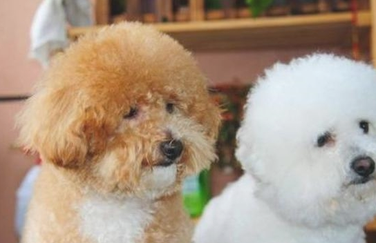 泰迪犬和比熊犬,各自有哪些相同点和区别? 泰迪犬和比熊犬,各自有哪些相同点和区别?
