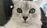 猫咪突然呼吸急促、流涎、瞳孔变大该怎么办?