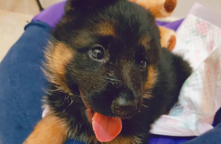 品相好的德牧幼犬多少钱 品相好的德牧幼犬多少钱