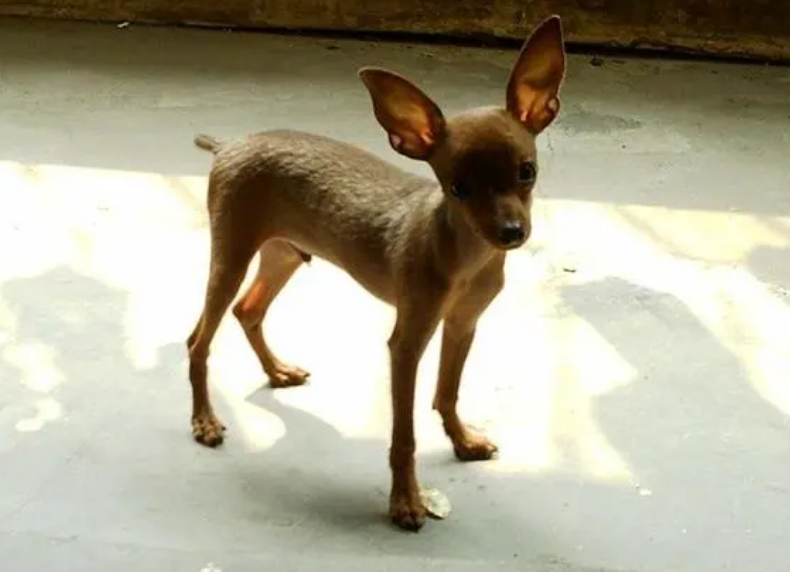小鹿犬哪种颜色最贵图片
