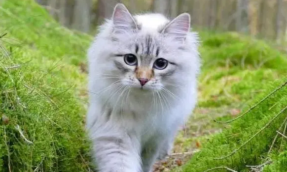 西伯利亚猫多少钱一只