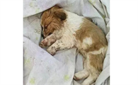 狗狗死后49天全部过程