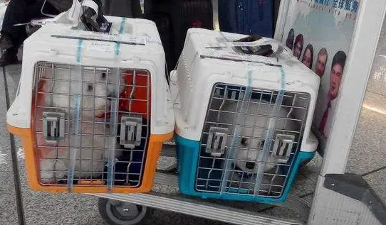 高铁如何办理托运宠物