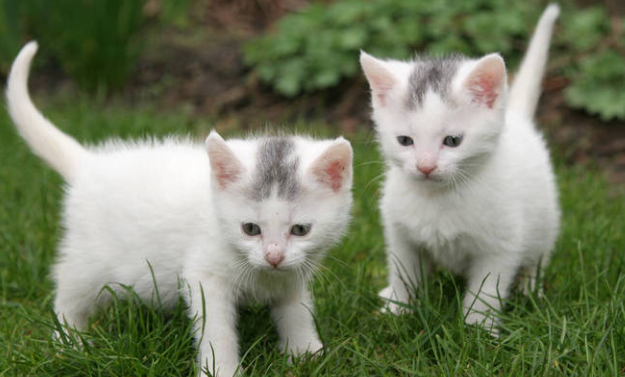 科普:猫咪鼻子黑黑的是什么呢? 科普:猫咪鼻子黑黑的是什么呢?
