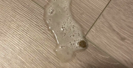 猫吐了白色黏液或泡沫