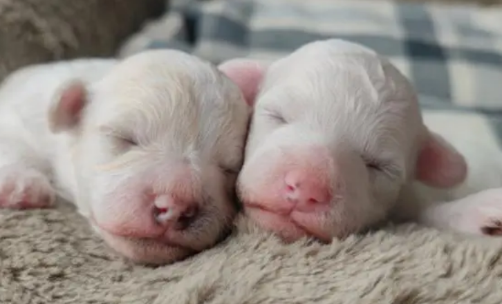 如何避免刚出生的幼犬夭折? 如何避免刚出生的幼犬夭折?