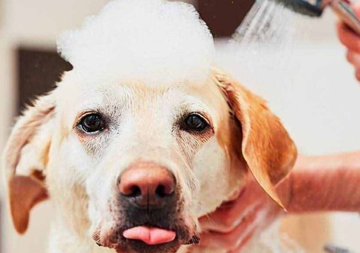 狗狗绝育后多久可以洗澡啊