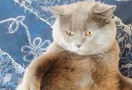 给怀孕的猫咪做完检查后,主人脸上火辣辣的:说好的辈分升级呢? 给怀孕的猫咪做完检查后,主人脸上火辣辣的:说好的辈分升级呢?