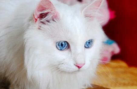 波斯猫感冒的病因是什么？该怎么预防感冒？