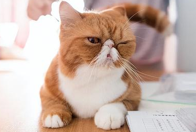 猫养不熟怎么办,猫养不熟的解决之道 猫养不熟怎么办,猫养不熟的解决之道