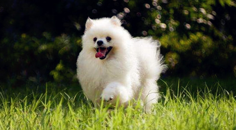博美幼犬能每天吃钙片么?博美幼犬怎么补钙? 博美幼犬能每天吃钙片么?博美幼犬怎么补钙?