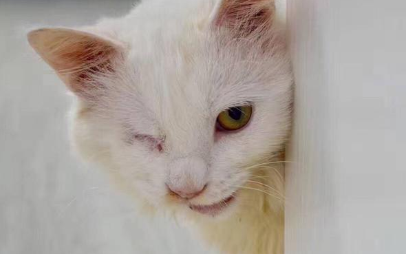 话说,猫咪每年都要打疫苗吗? 话说,猫咪每年都要打疫苗吗?
