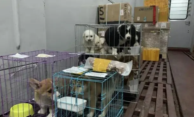 顺丰宠物托运电话多少