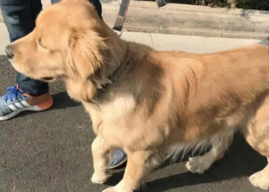 狗狗拉稀但是精神很好怎么处理？
