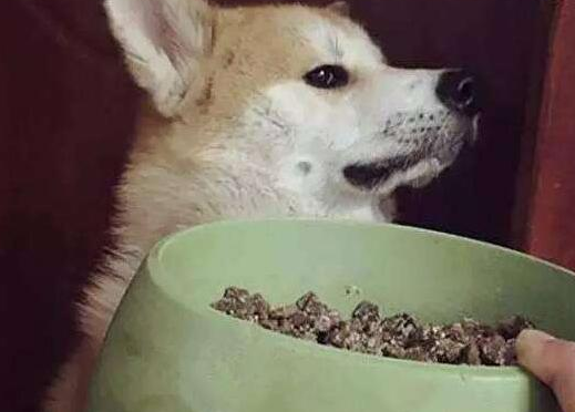 为何狗狗不吃狗粮？还并不是你过多放任导致的