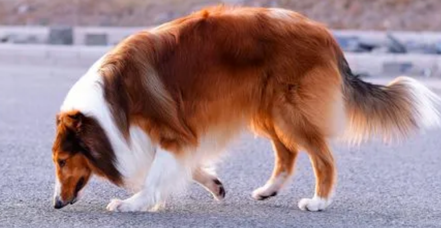 苏格兰牧羊犬的性格特点是什么