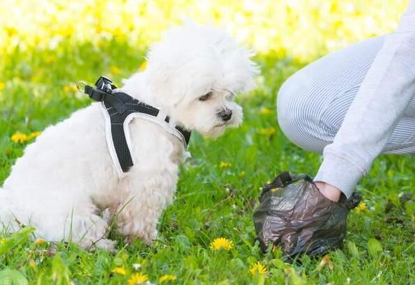 狗狗传染病可能是犬细小病毒和犬瘟热病毒等导致 狗狗传染病可能是犬细小病毒和犬瘟热病毒等导致