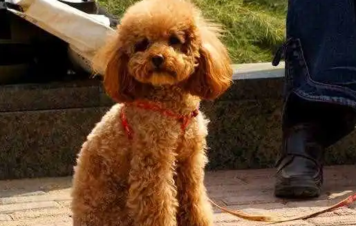 棕色泰迪不喂狗粮会怎么样呀