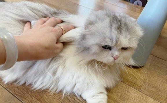 猫瘟试纸怎么用呢？