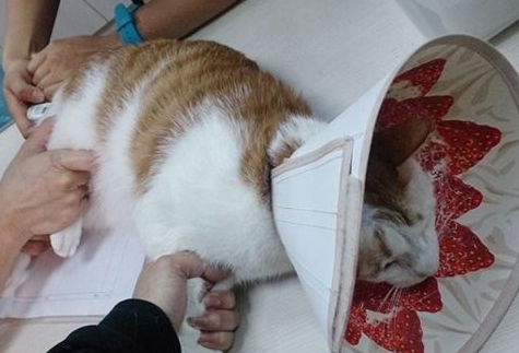 母猫绝育手术会不会很危险? 母猫绝育手术会不会很危险?