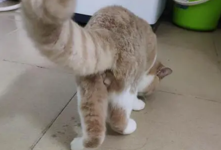 猫咪后腿无力、无法行走是怎么一回事？